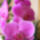 Orhidea_185341_64591_t