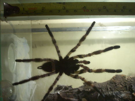 P. Regalis