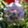 Petunia_185969_88345_t