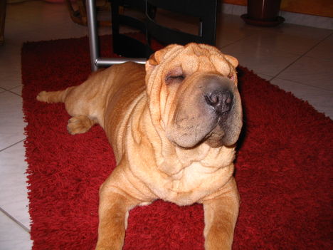 Shar pei 3