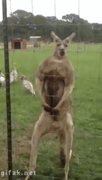 Testépítő kenguru pózol-gif