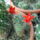 Dscf9272_1861302_1914_t