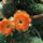 Dscf9290_1861308_8300_t