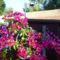 bougainvillea____murvafurt_1215485_6209_n