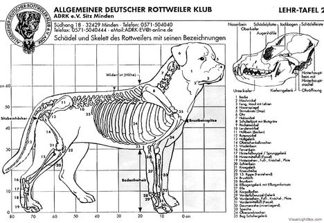 Rottweiler csontváz 