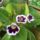 Sinningia_gloxinia_1215446_7571_n_1862519_8613_t