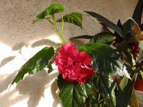 Hibiszkusz. 