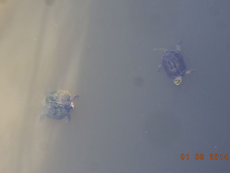 Szentes 2014 Kurca a korház területén. A teknősök is kérik az enni valót