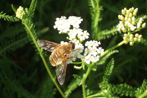 Sóstói-erdő méh