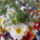 Vasarhelyi_viragcsokor_794555_43933_1866925_5933_t