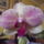 Orchideak_3_1867069_4216_t