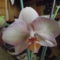 orchideák 6