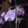 Orchideak_9_1867075_5966_t