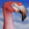 Kézfestés flamingó