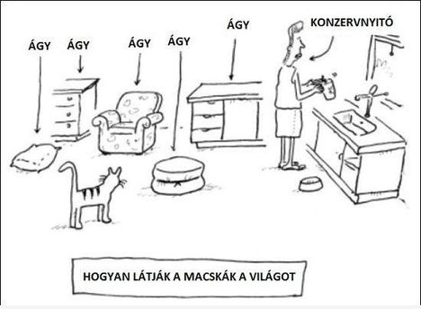 Macskaszemszög