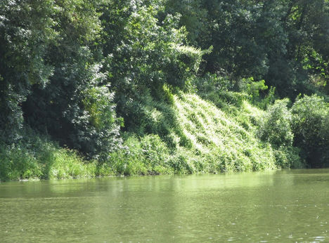 Tisza folyó