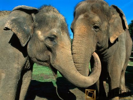 elefantok-talalkoztak