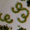 Kékalga (anaglif kép)