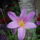 Zefirvirag___zephyranthes__grandiflora_1869496_4562_t