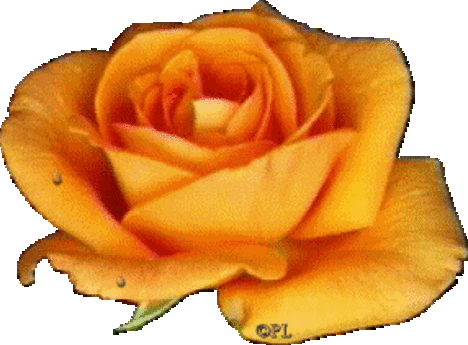 1sárga rózsa