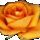 1sárga rózsa