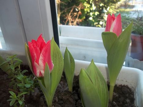 Februári  tulipán I.