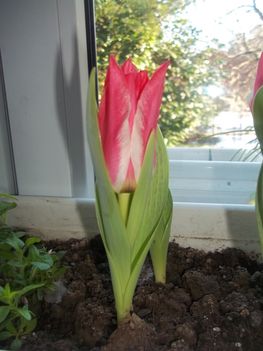 Februári tulipán II