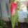 Februari_tulipan_ii_1806124_1574_t