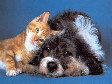 Kutya és macska