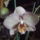 Orchideam-004_1860926_9463_t