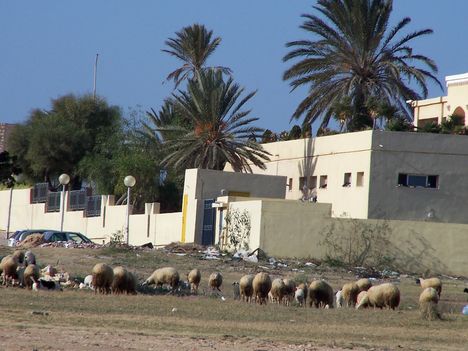 Tunézia 208
