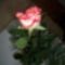 Valentin napi rózsám