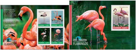 Rózsás flamingók