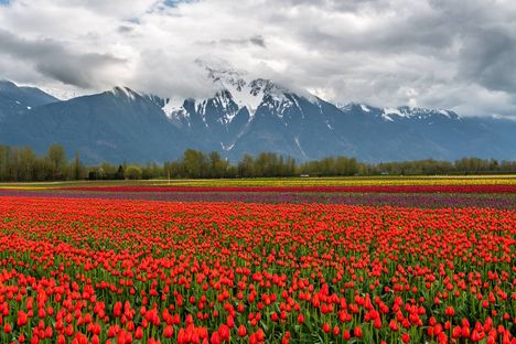 Tulipánföld-10452