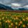 Tulipanfold10537_1871865_5339_t