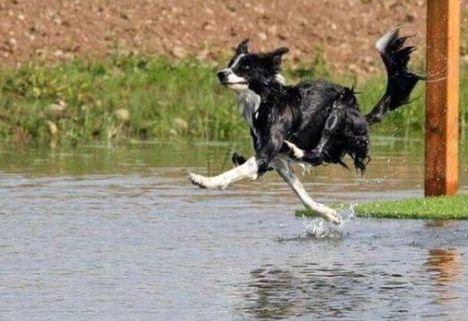 Vízen járó kutyó