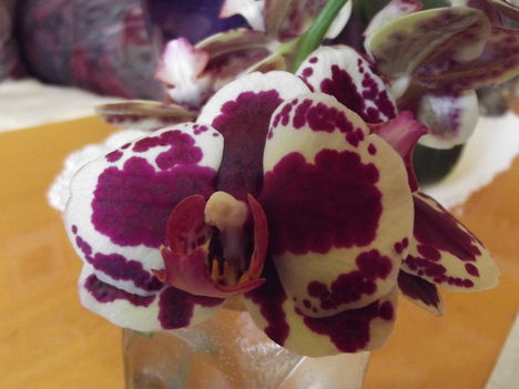 Lepke orchideám.