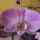 Lepke_orchideam-003_1872630_6658_t