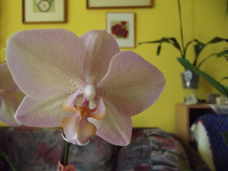 Lepke orchideám,.