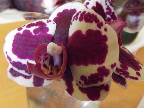 Lepke orchideám