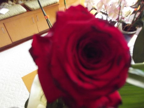 Születésnapi rózsám.