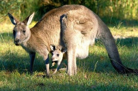 Vakaródzó kenguru!