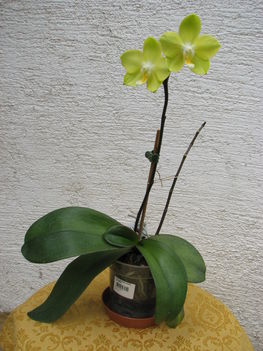 Lepkeorchidea hibrid (Phalaenopsis hybrid) 1