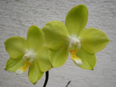 Lepkeorchidea hibrid (Phalaenopsis hybrid) 2