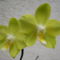 Lepkeorchidea hibrid (Phalaenopsis hybrid) 2