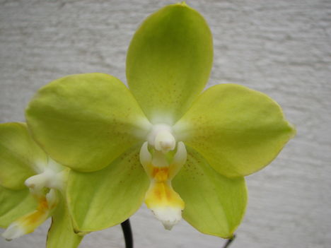 Lepkeorchidea hibrid (Phalaenopsis hybrid) 3