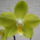 Lepkeorchidea_hibrid_phalaenopsis_hybrid_3_1874953_1754_t