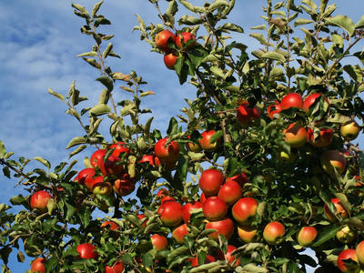 Alle Glória:Festi az ősz az almákat