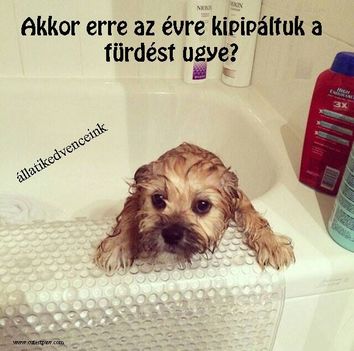 Fürdőző kutya