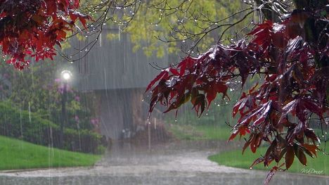 Szomorú őszi eső......: Dáma Lovag Erdős Anna